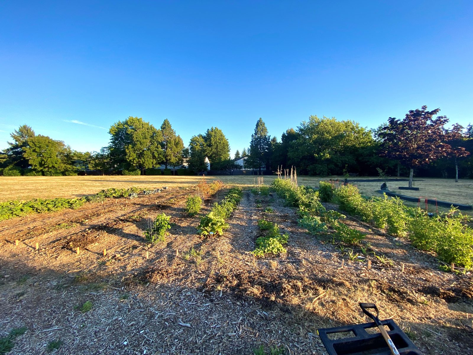 Therapeutic Community Garden